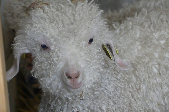 Mohair de l'Erdre - photo 4