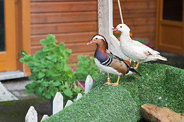Les Canards de la Germaine