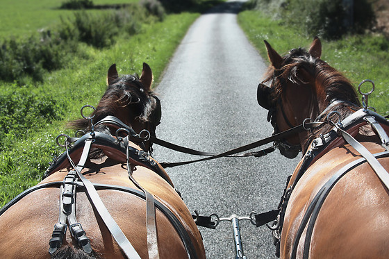 ESCOLA EQUESTRE D´AVEIRO - photo 6