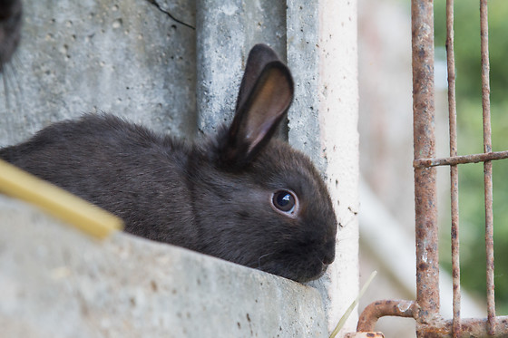 Ker'Ânes'Duic - photo 16