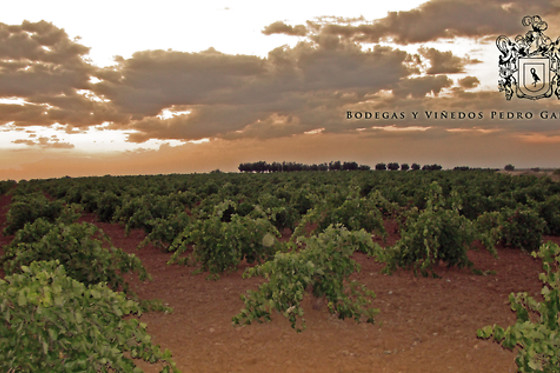 BODEGAS Y VIÑEDOS PEDRO GARCIA - photo 1