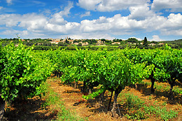 Domaine Brocard