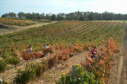 BODEGA EL MOSAICO DE BACO