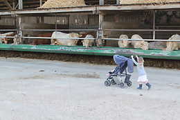 La Ferme des Pignons