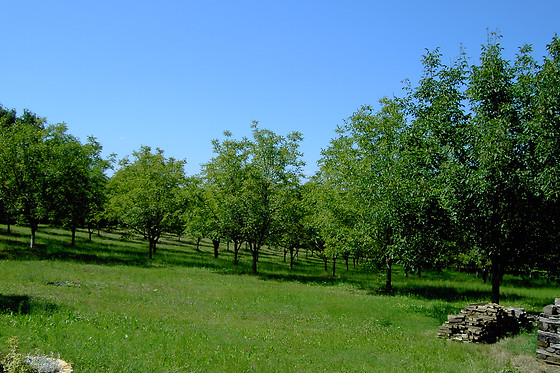 La Noyeraie - photo 3
