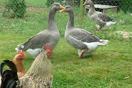 Ferme de creac'h gourlès