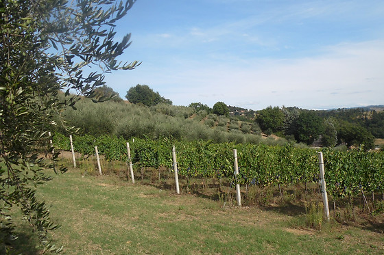 Podere Caldaruccio Agriturismo La Pineta - photo 11